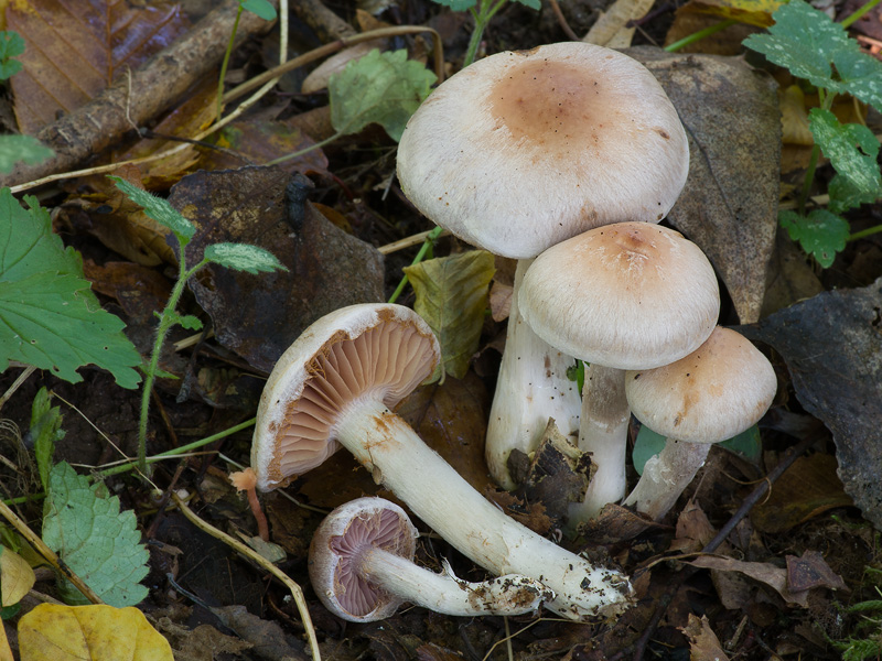 Cortinarius lucorum